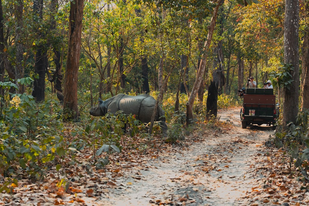 One horned rhino, casually offering it's glimpse to tourist during jungle safari