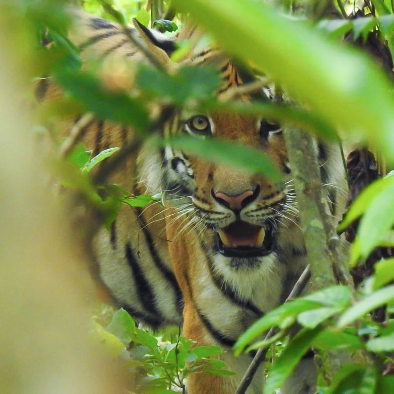 Photograph of Bengal Tiger captured during Chitwan Jungle Safari Tour