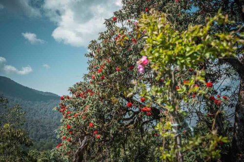 Rhododendron blossom in March