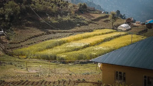 Wheat farm at Munkharka